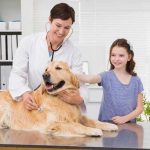 Best Veterinary Care at Raleigh NC: Your Guide to Top Veterinary Clinics