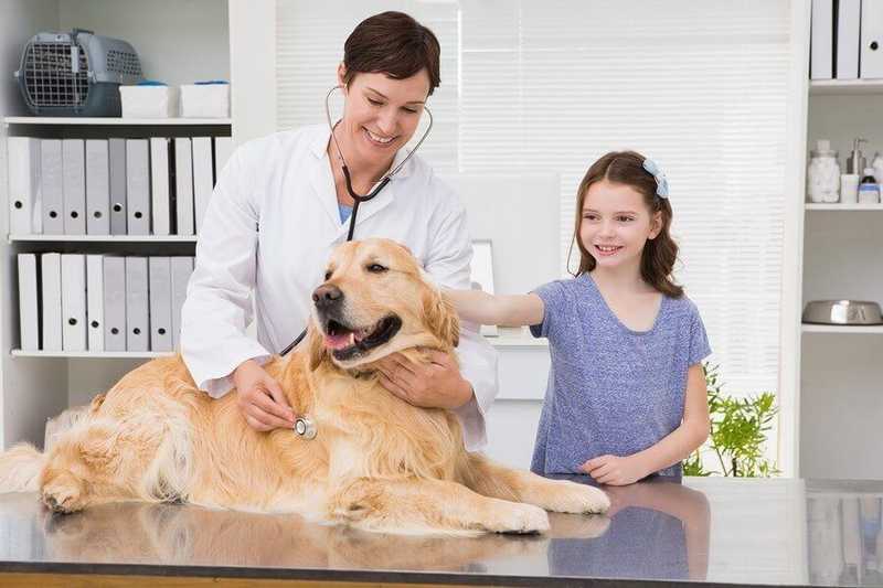 Best Veterinary Care at Raleigh NC: Your Guide to Top Veterinary Clinics